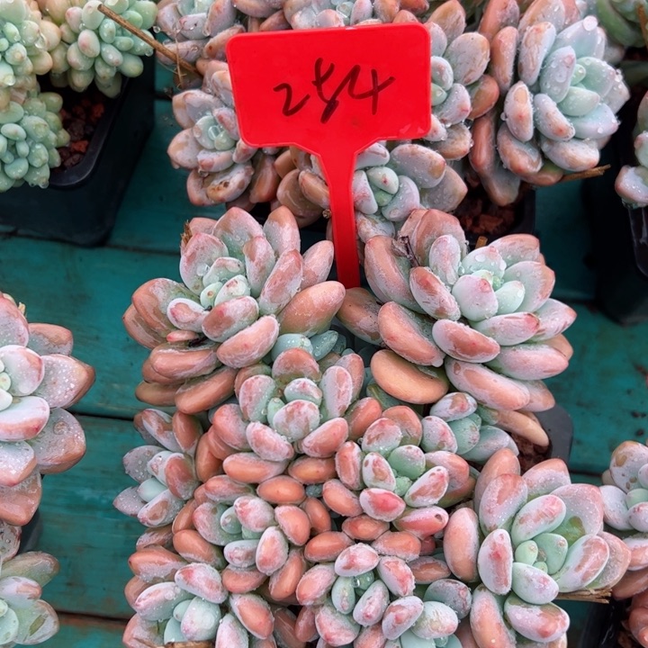 254洛神平平安安健健康康