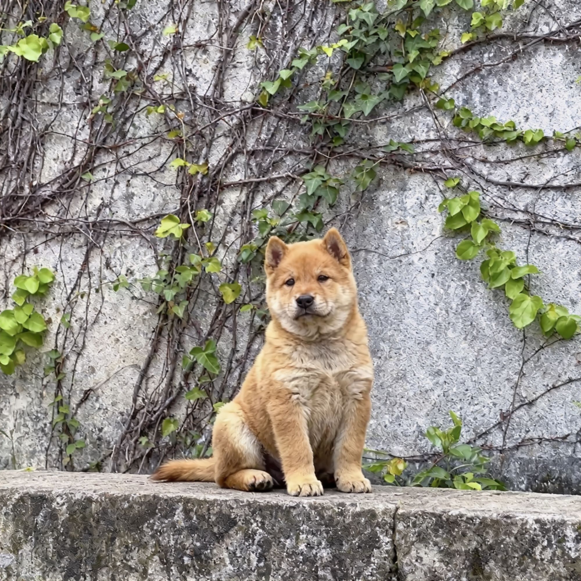 黄狗幼犬家狗短毛忠诚看家护院大型犬幼崽广西土猎犬正宗看门狗狗