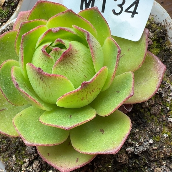 老***姐苗苗山地玫瑰莲忆134