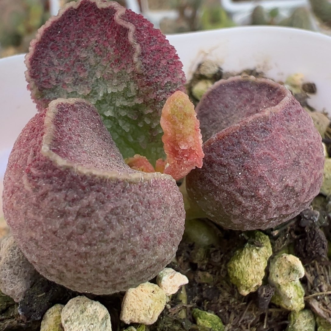 圆球实生新品多肉植物水泡