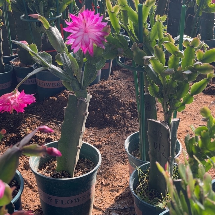 2号福恩00000000000