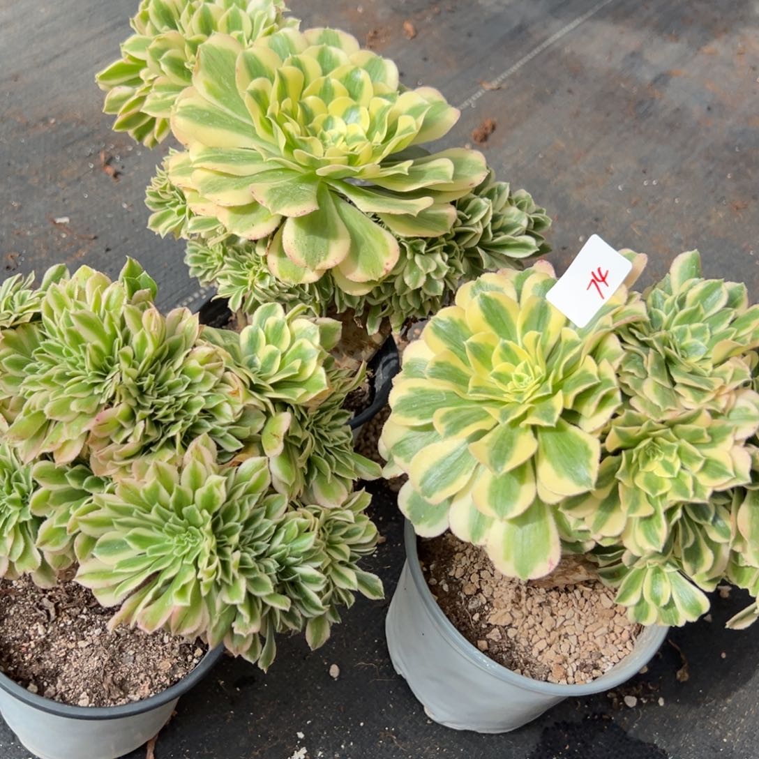 74迈巴赫缀多肉一颗9.9