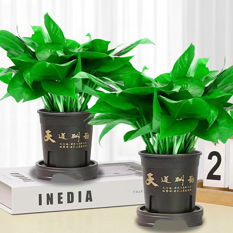 【拍一发二绿萝】花卉植物室内吸除甲醛净化空气长藤垂大绿箩