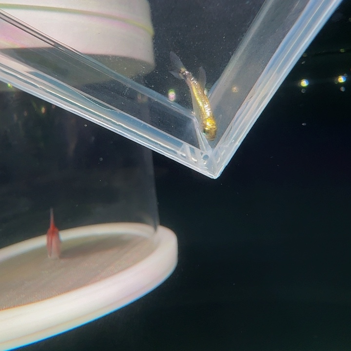 灯科鱼左上缸-24 白金大帆月光灯1.5cm左右 1条