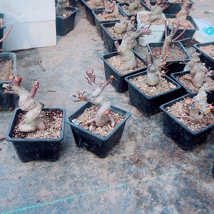 完全开放枫树山红叶