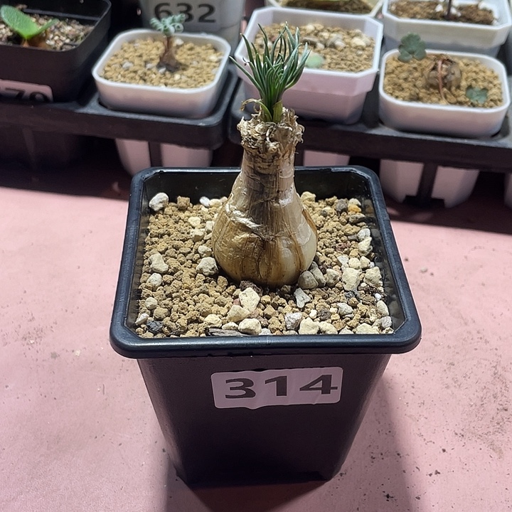 314产地GG弹簧草，