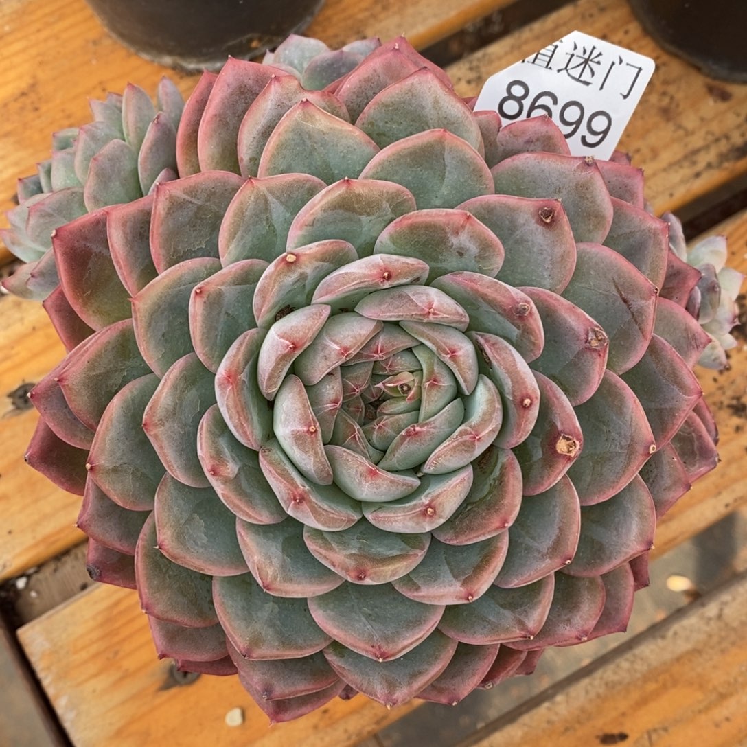 红***语杂交精品多肉8699~15厘米