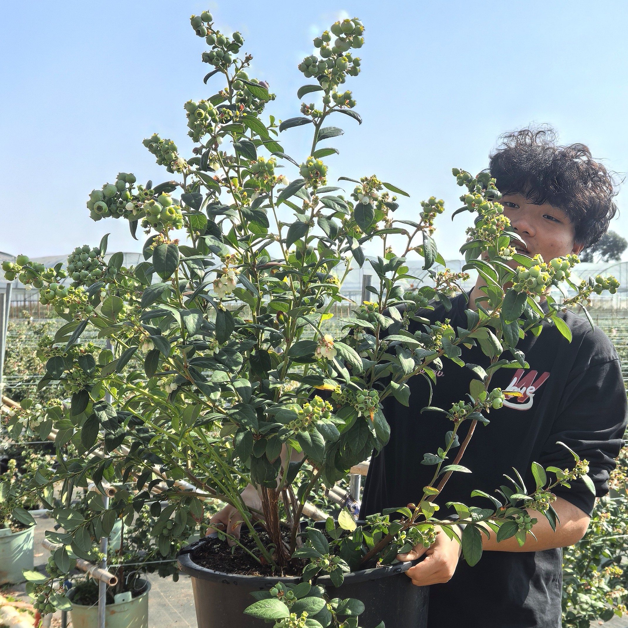 【云南蓝莓盆栽】F6带花带果南北方多季节结果阳台庭院超易活品种