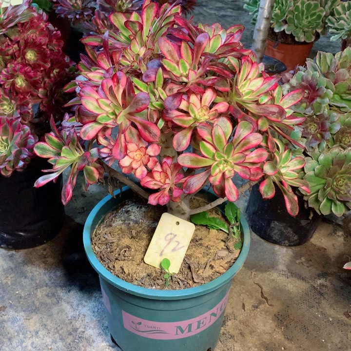 92香奈儿多肉一物一拍～