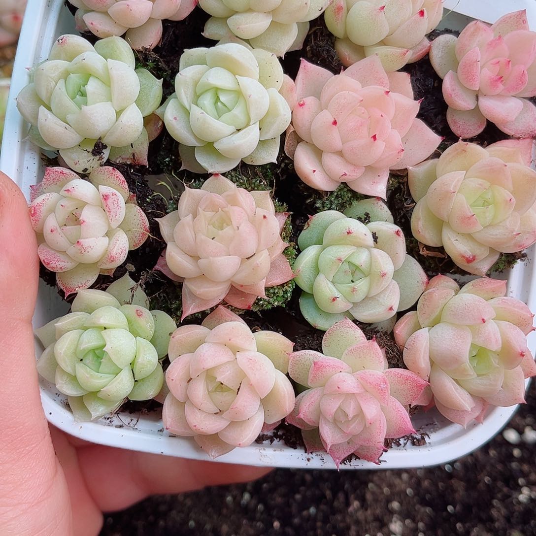 1-937 新疆西藏内蒙不发12.8包邮2-3公分多肉