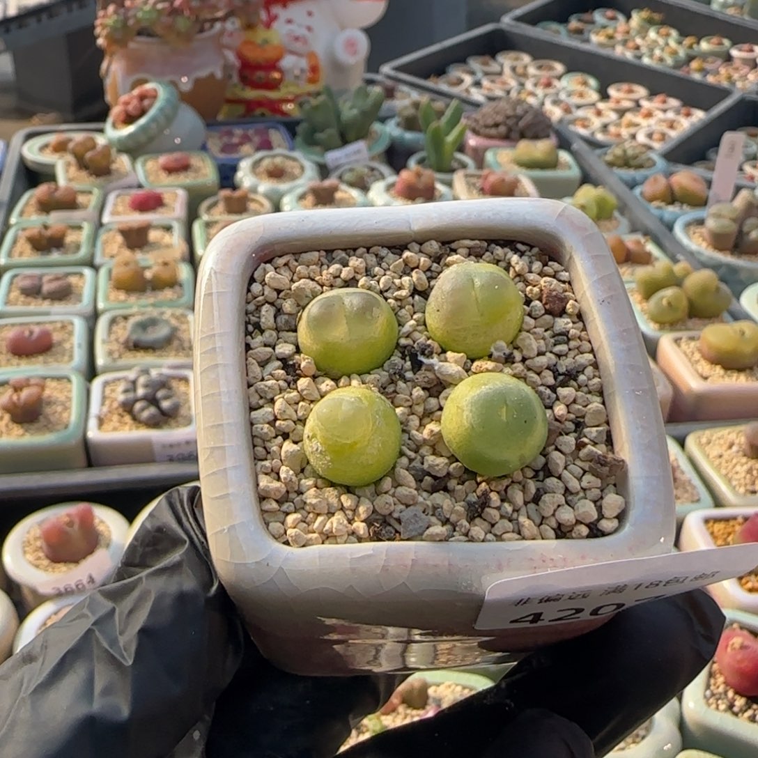 4207--一物一拍 带盆