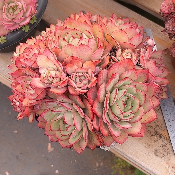 多肉植物一物一拍