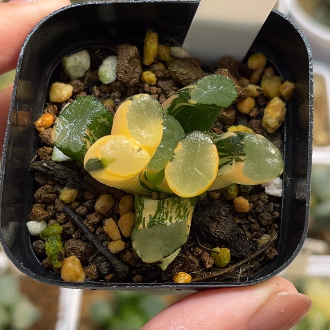 28欧大宝万象锦福利专场