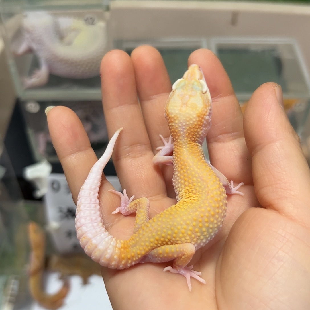 豹纹守宫豹纹守宫