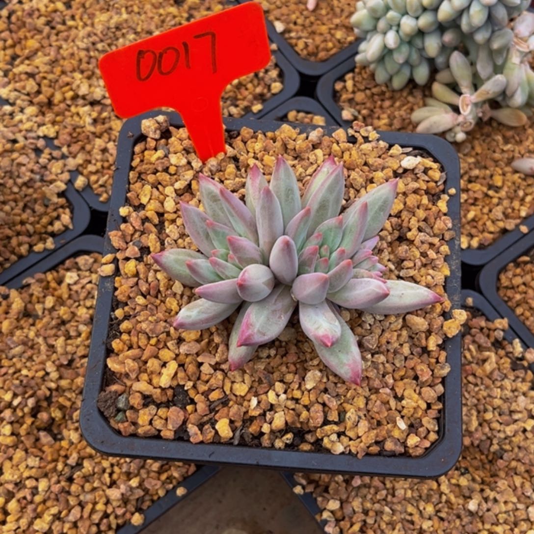 0017号上午多肉植物群生多肉植物