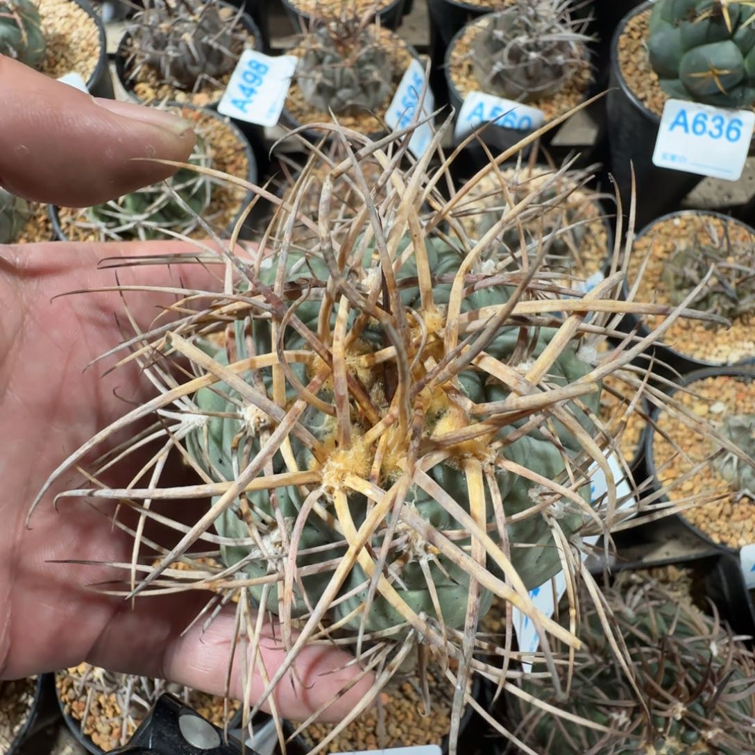 光林 自根仙人球655