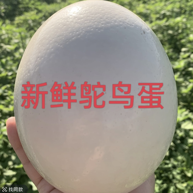 新鲜鸵鸟蛋农场直发，顺丰包邮