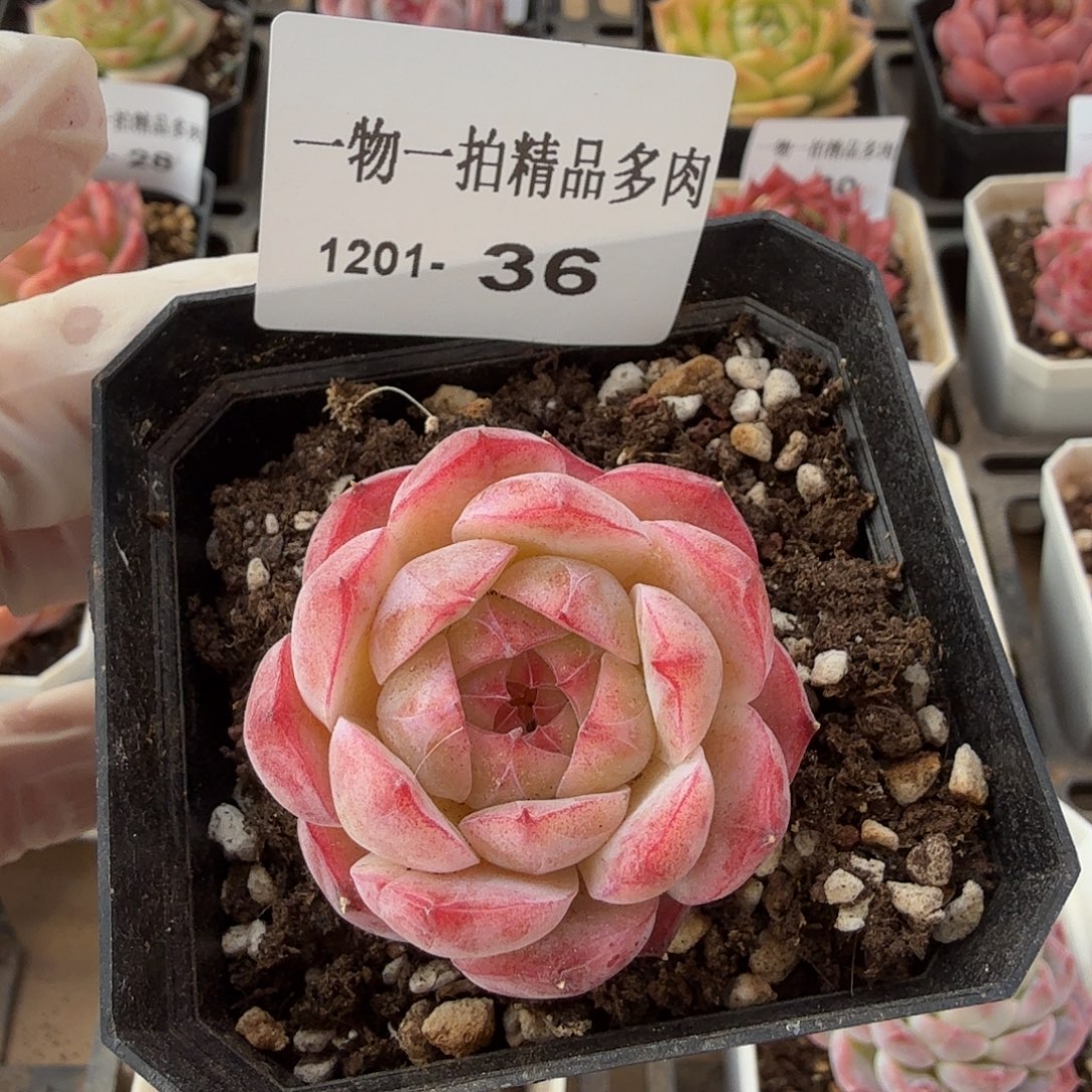 1201-36单颗多肉珍妮组合