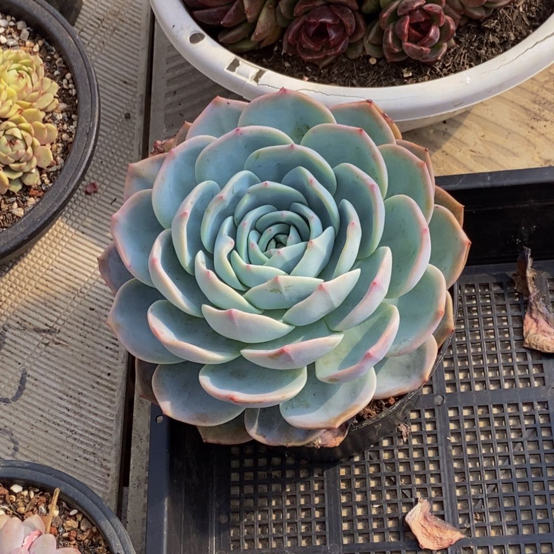 呆*48包邮一物一拍多肉植物