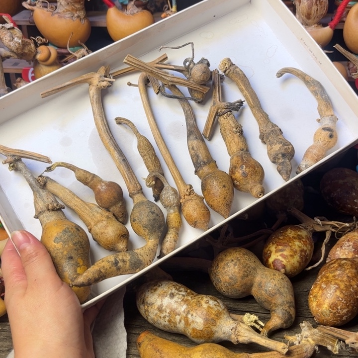 黄***犬花皮葫芦天天开心