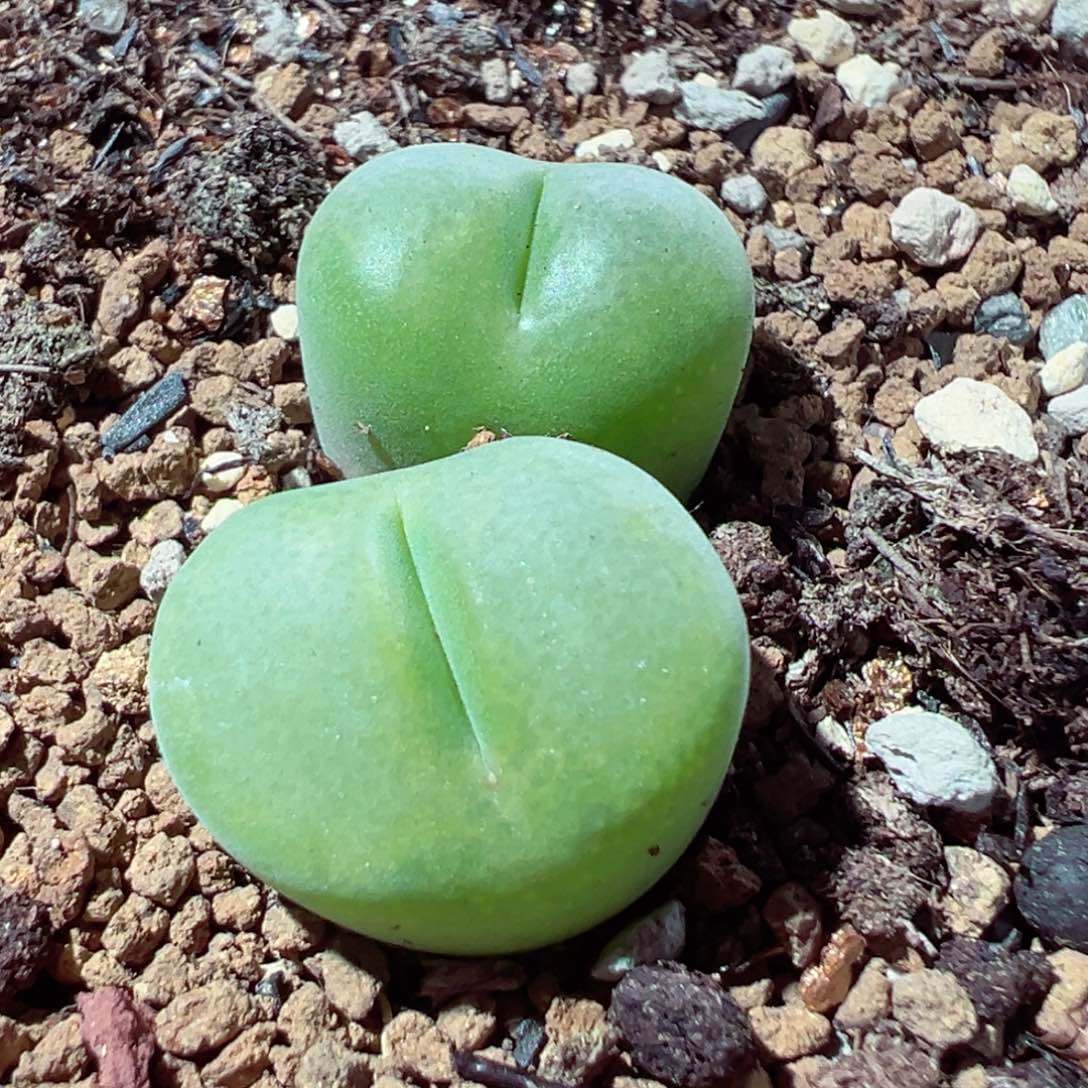 216-186多肉翠光遇