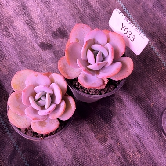 我是第一百个为妖刀应援的