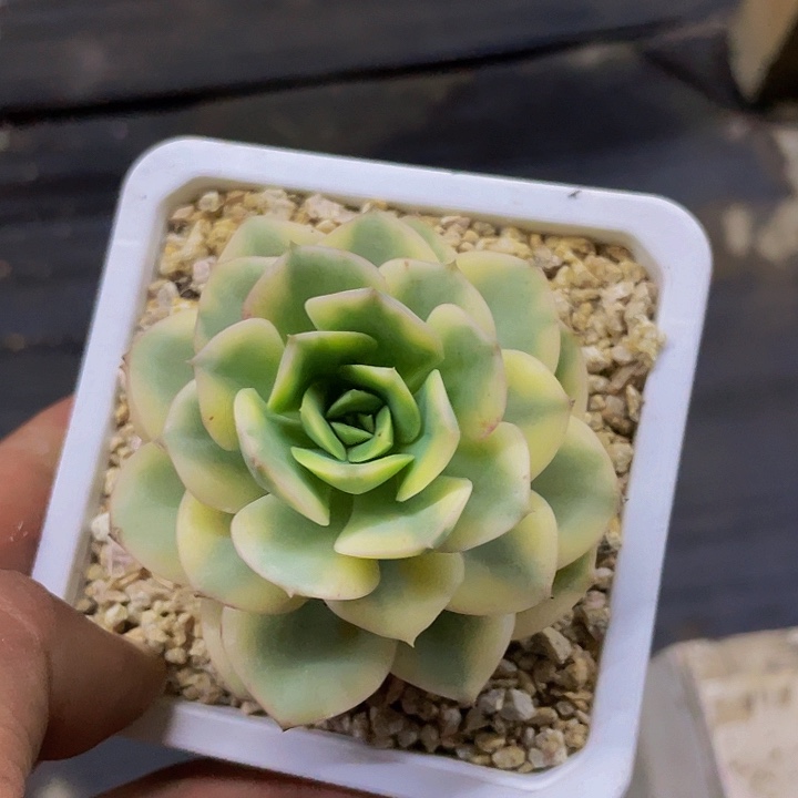 妮可莎娜哦哦哦哦哦