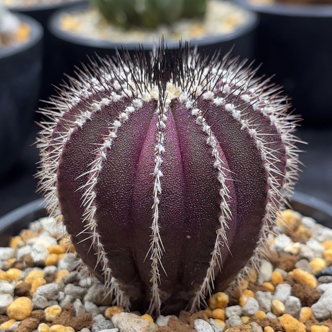 紫金栉刺尤伯球哦