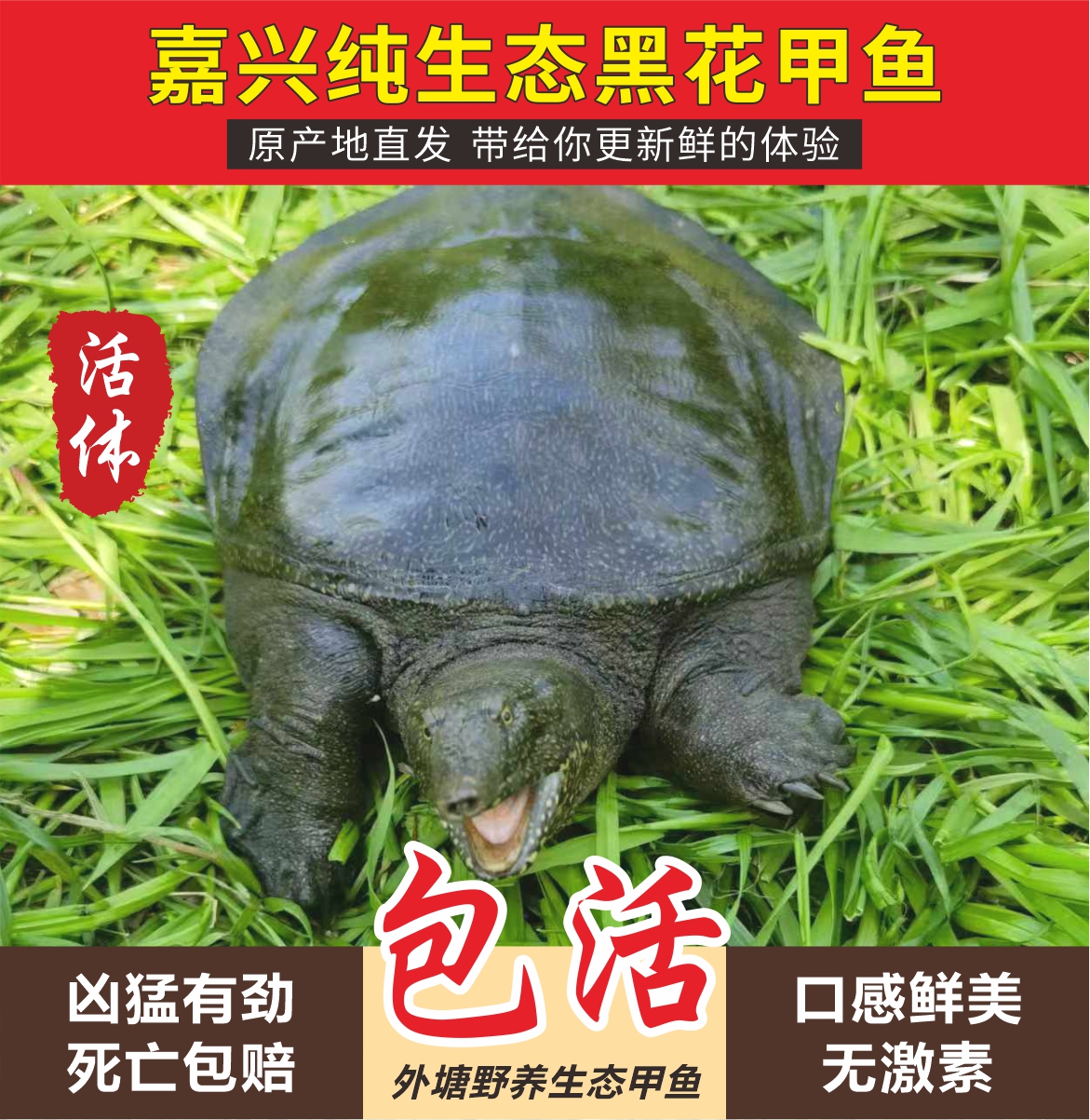 直播间改价链接（黑花公鳖）