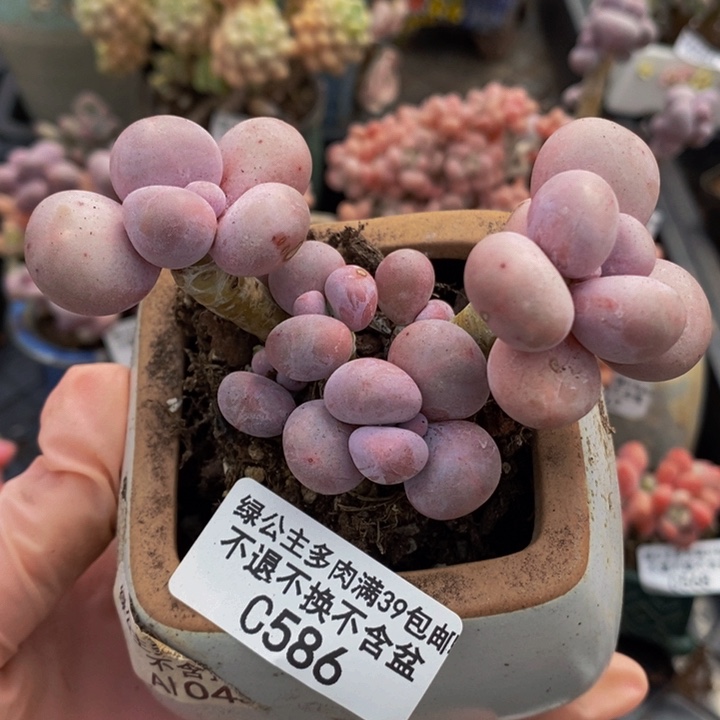 芭比奶洛8cm586多肉植物