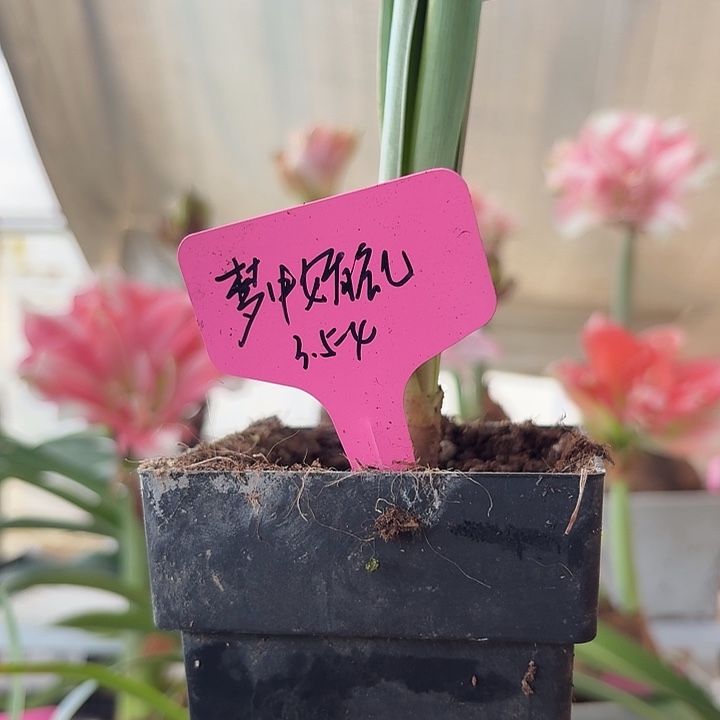 无花朵梦中婚礼朱顶红直径3.5-4