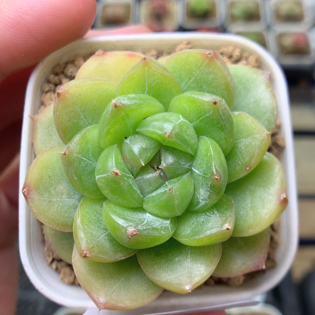 W153灯泡珍妮优选y y y y y y