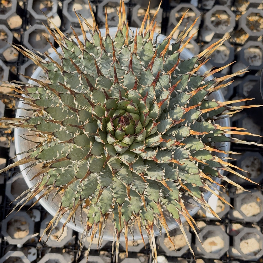 曲刺妖炎熟桩养定龙舌兰多肉