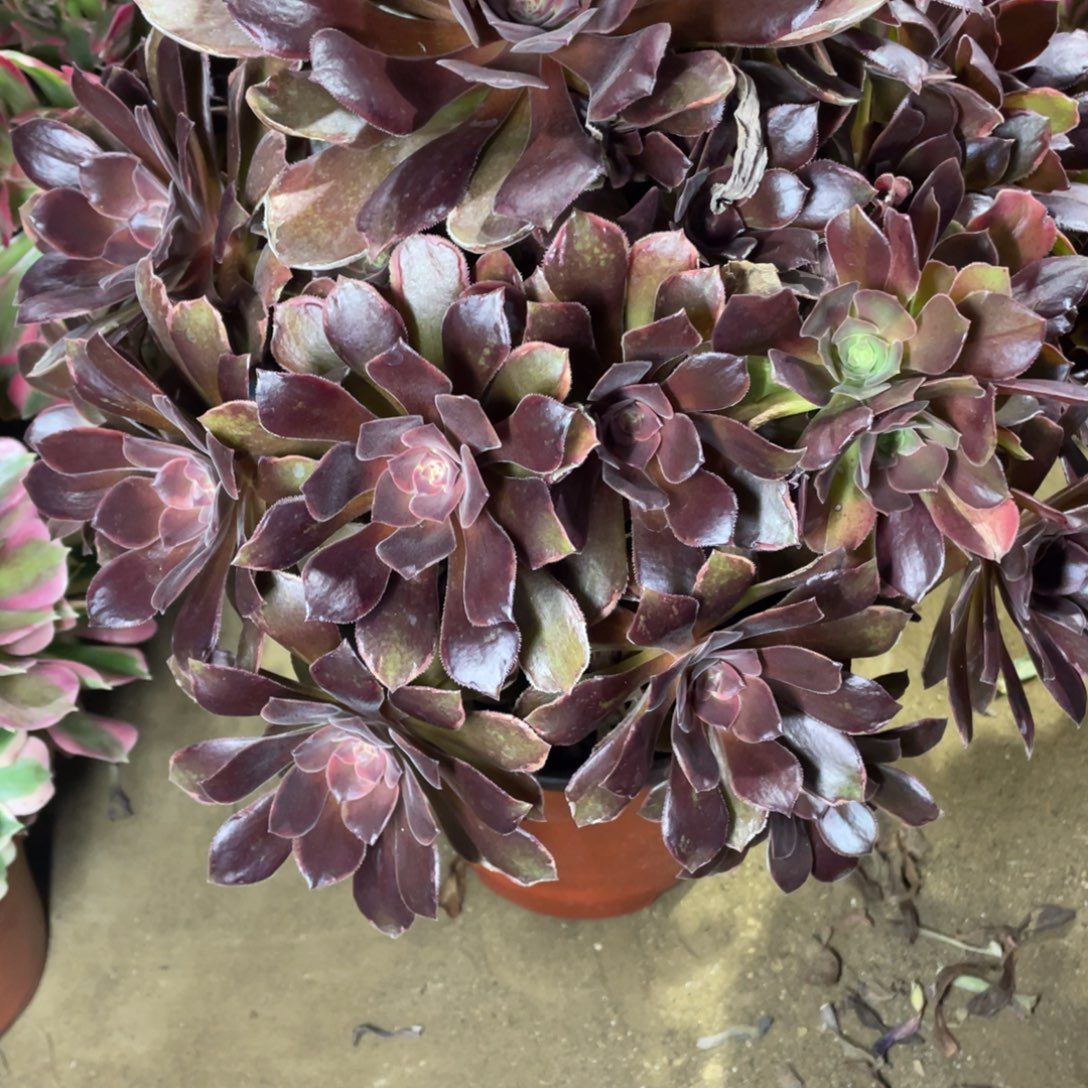 280恶魔多肉法师断枝不包