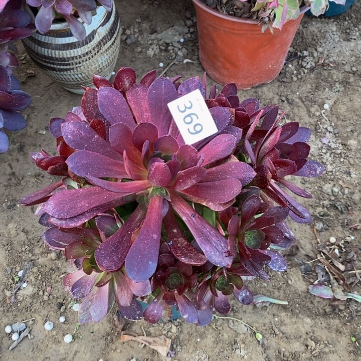 369赤炎链手捧新桩