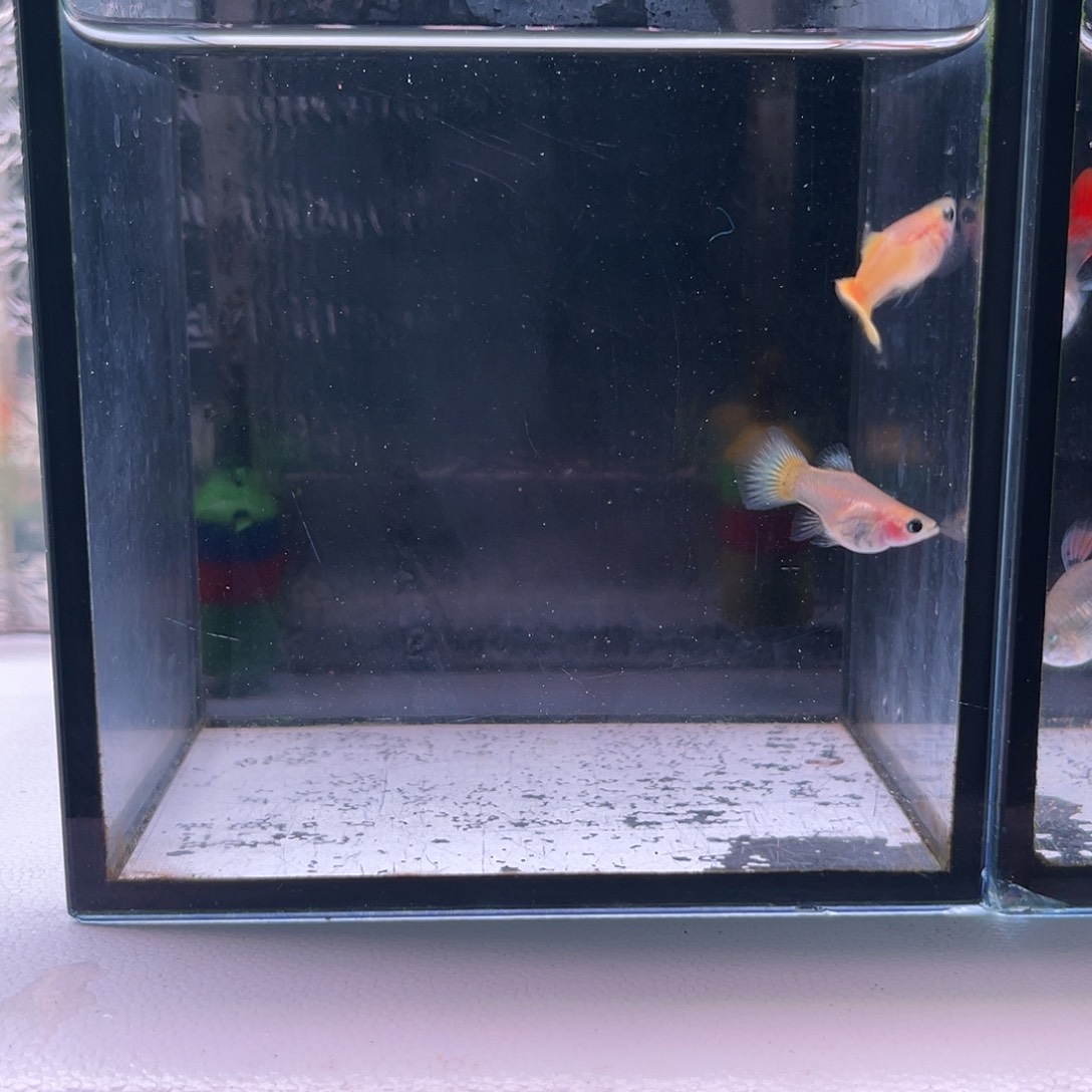 大***州孔雀鱼黄金1对红头象耳1对