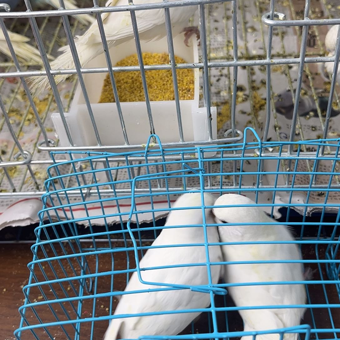 虎皮鹦鹉金彩鹦鹉