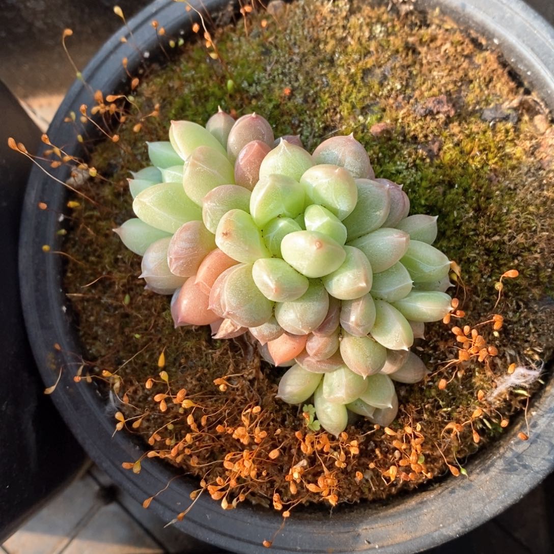 精品多肉一物一柏不包整191