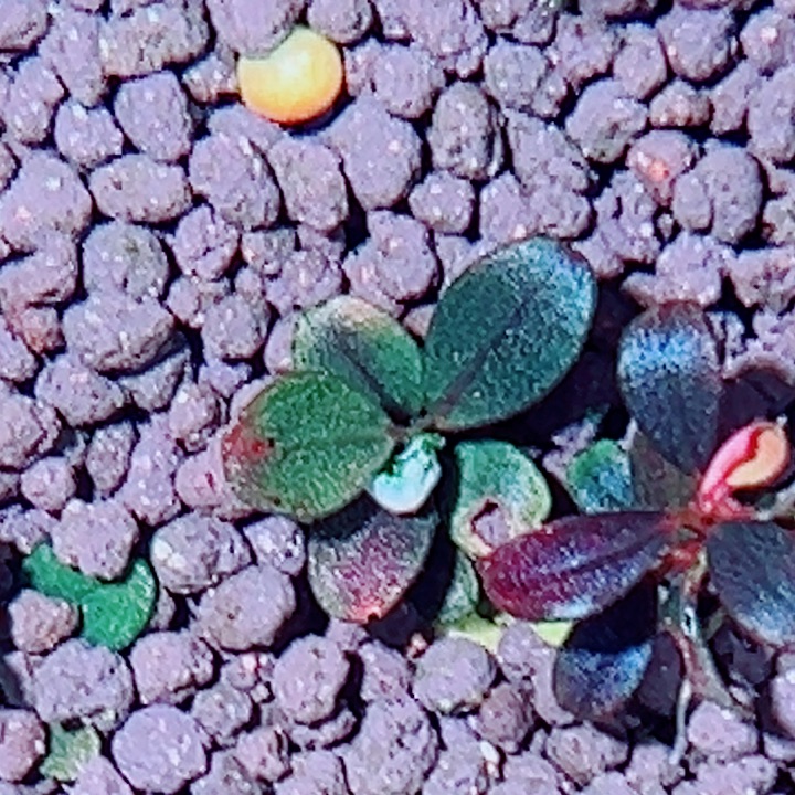 福利10号福利辣椒榕植物一头