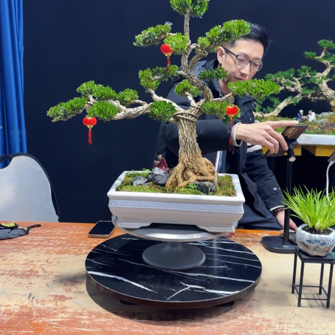 黄杨室内室外盆景艺术