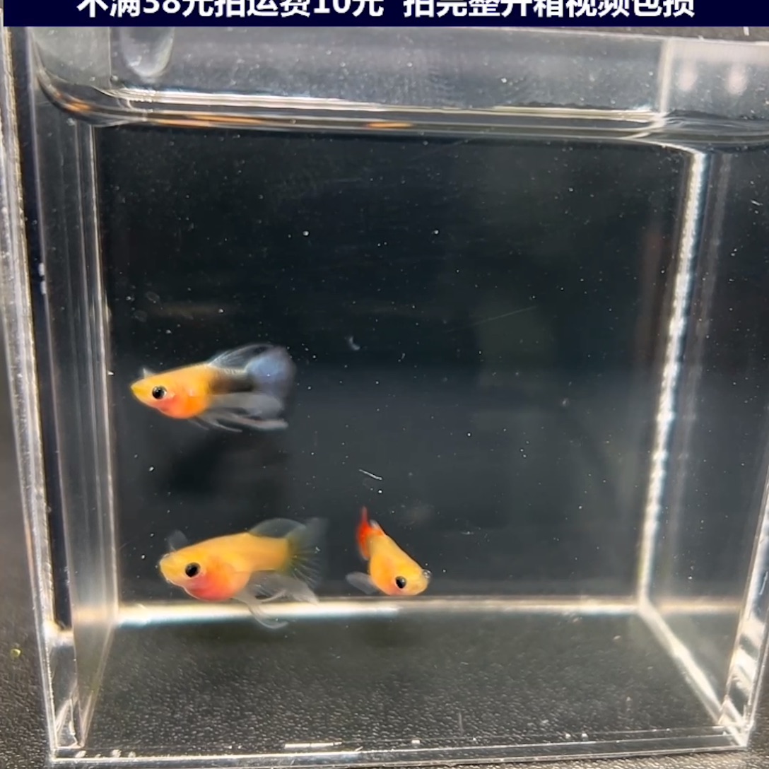 孔雀鱼黄肉礼服玻璃猫3条