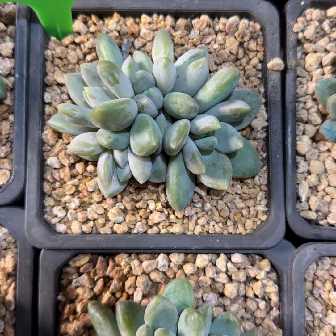 小哥特群111111111111111