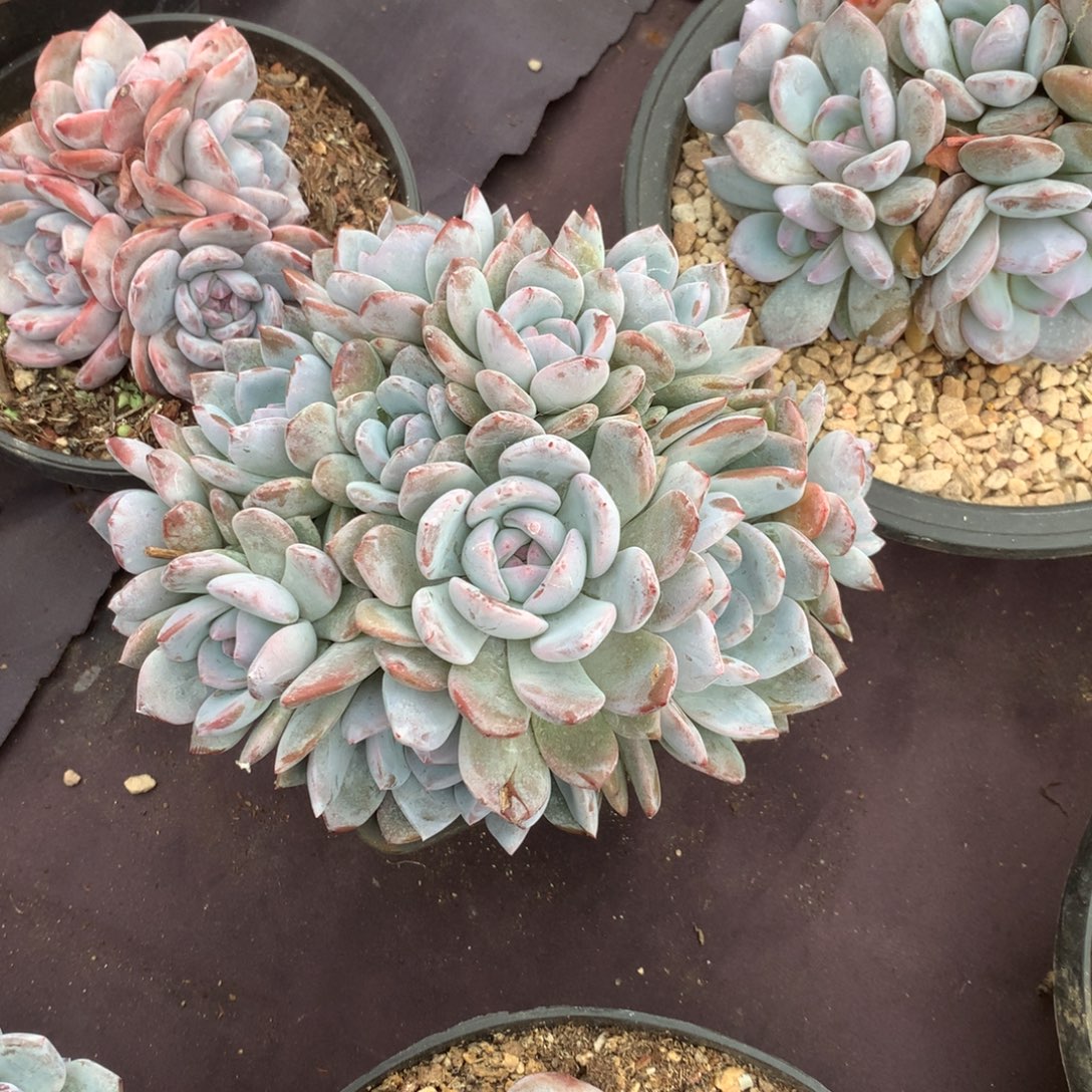 蓝***儿无花朵蓝欣儿哈哈哈哈哈哈哈