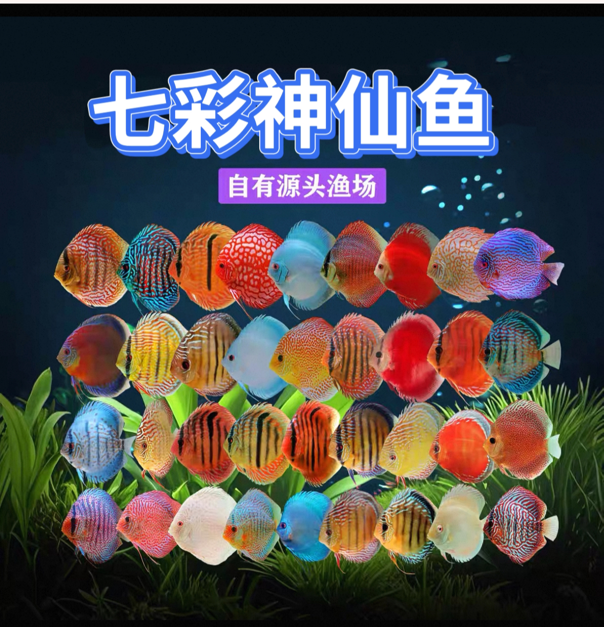 改价链接 七彩神仙鱼热带观赏鱼渔场直销