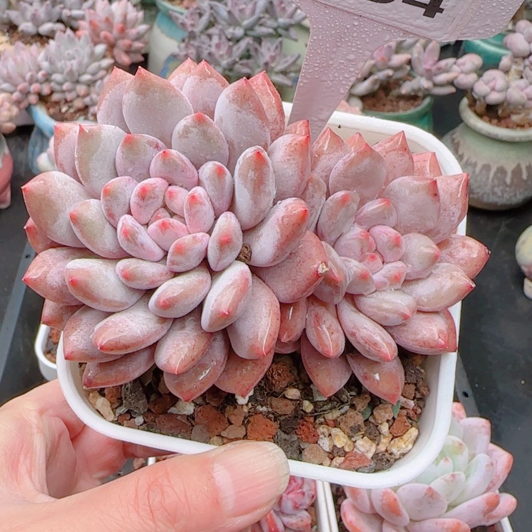 多肉植物7754……………..