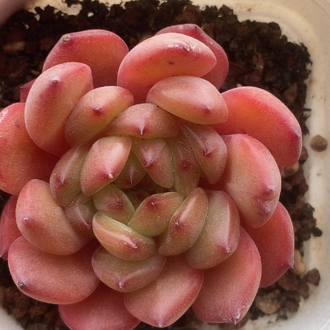 可爱肉肉喜欢拍235