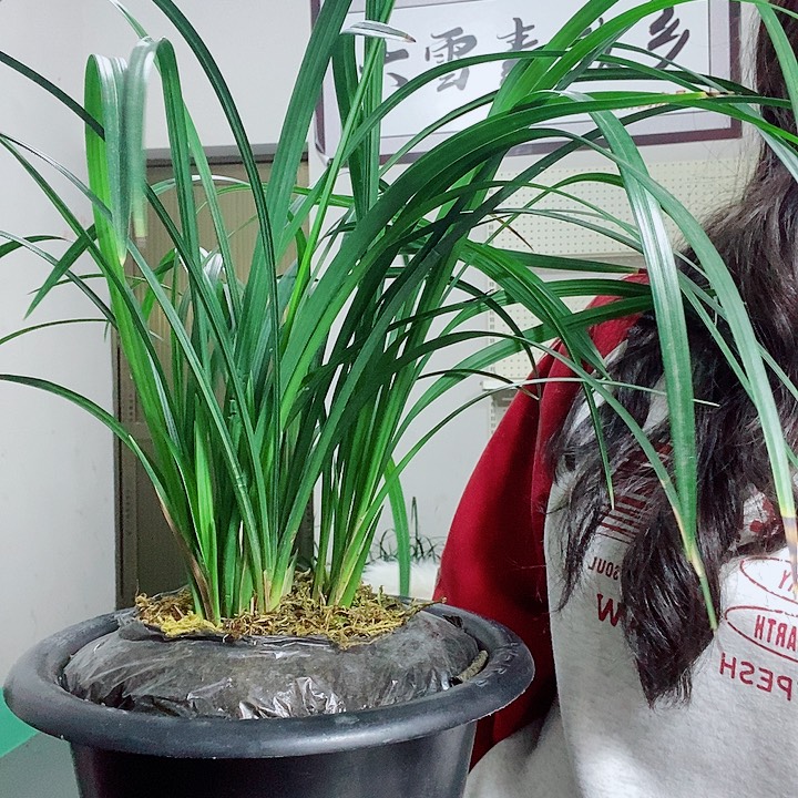 完全开放大雪素大雪素