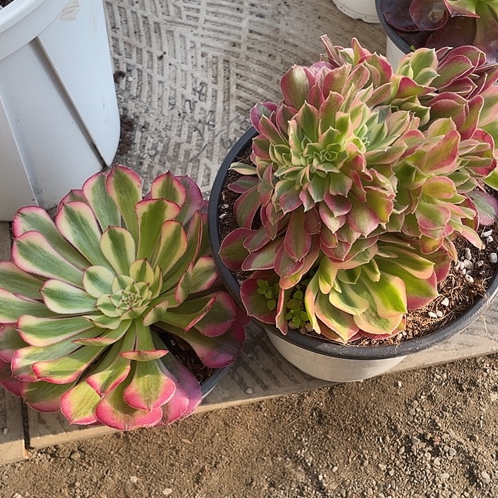 时***间白月光加粉女巫缀化