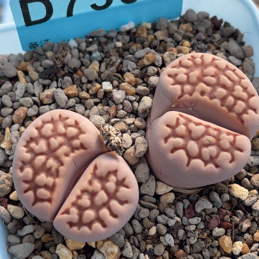 7506双头网纹寿丽一颗