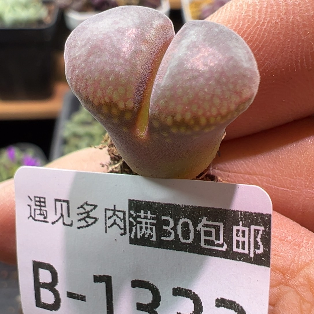 多肉植物1111111111111